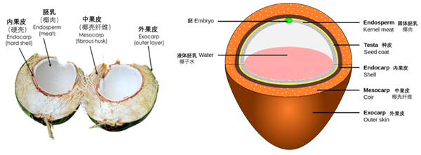 9��9һ����Ҭ��ˮ�����ܲ��ܺ� ��������