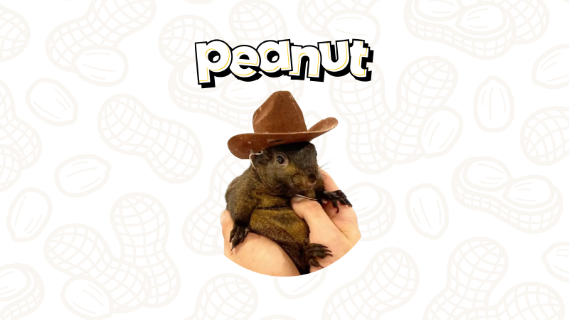 ңPNUTܷͻ10ԪPNUT۸Ԥ
