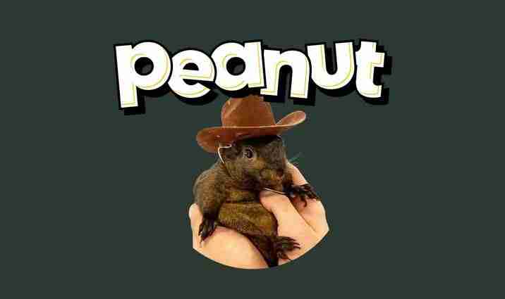 (PNUT)ʲôܷﵽ$10PNUTҼ۸Ԥ
