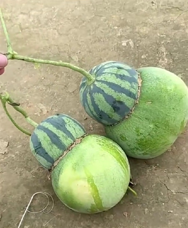 Ůڹϵط֡ϡ Ƕ Ѻ泤ɶ