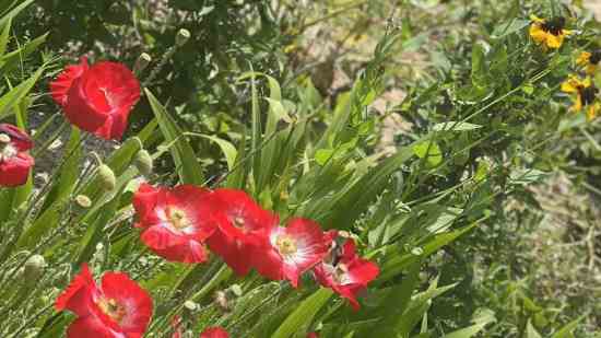 Ӣ��������������