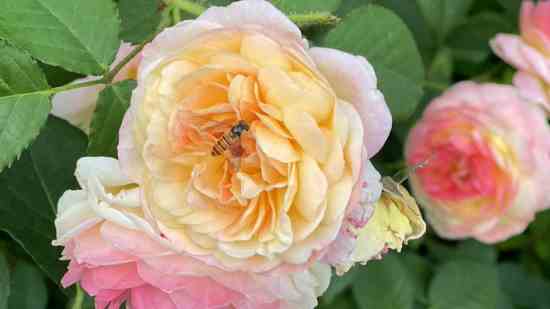 �ĸ��ּ򵥴�����Ϸ����