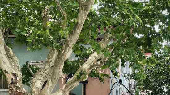 倩女幽魂夫妻名字一对