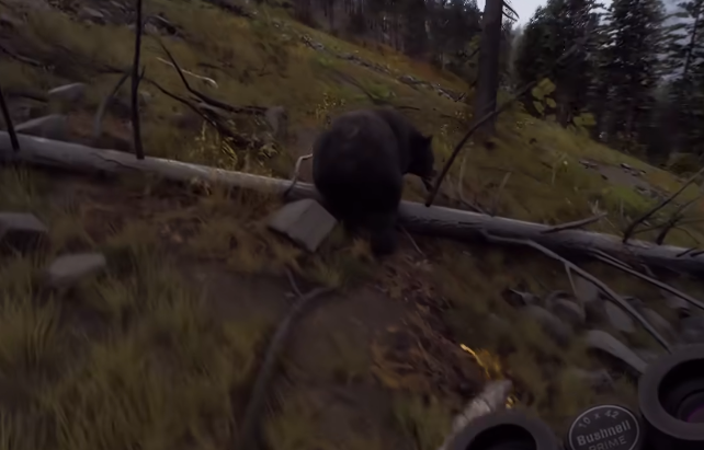 猎人之路怎么打熊_wishdown.com 猎人之路怎么打熊_wishdown.com