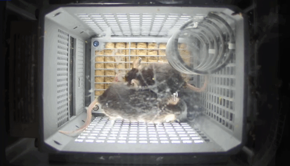 ʷ״Σ4ֻСסռվ ״̬ Ժ