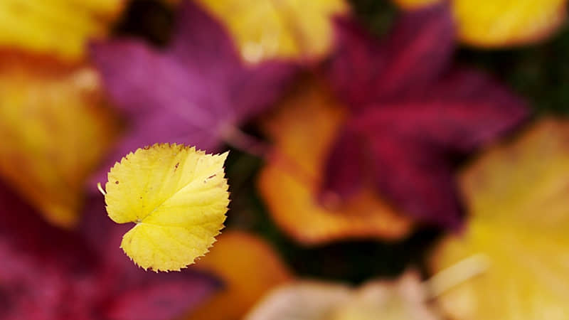 �������ģ������Լ�Ϊ�С�