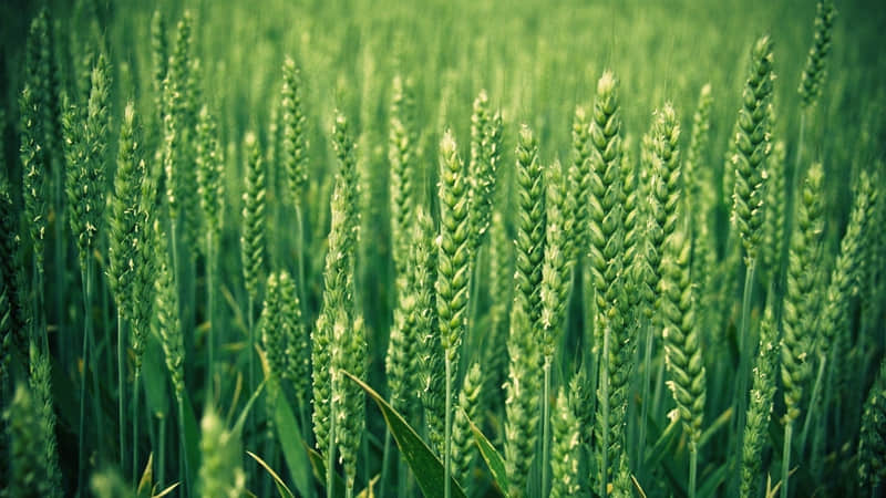 ��ѡһ����ȥЦ���������Ȧ��