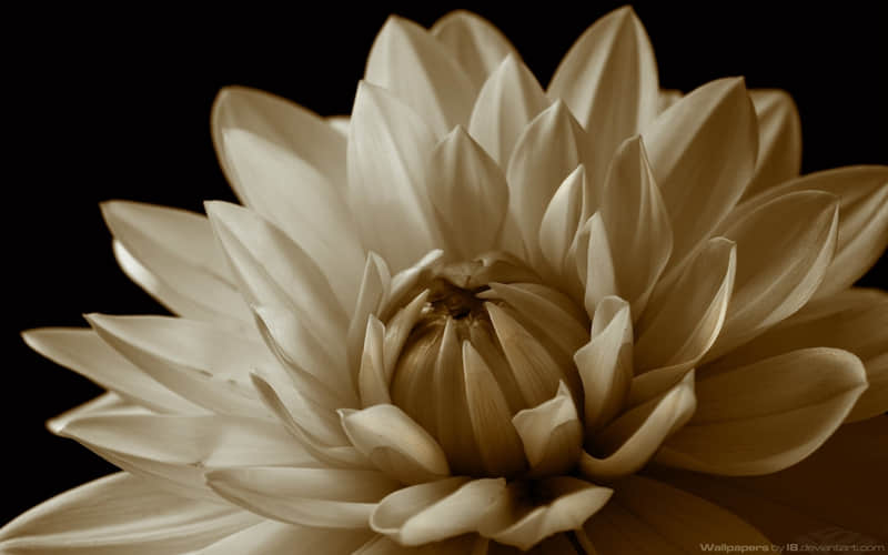 ��Ů�ˣ�����Ȧ���������������ԡ�