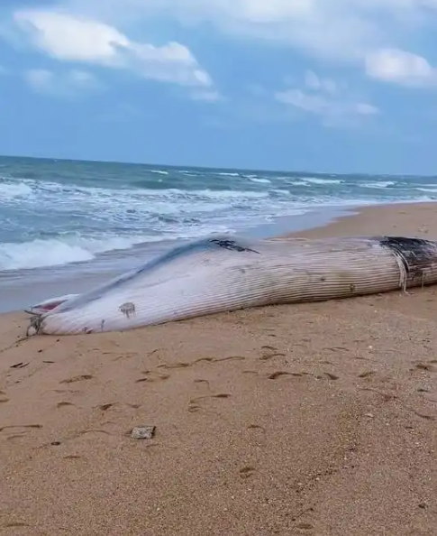 һͷںɳ̲ǳ 峤12.2 5-6 أʱ