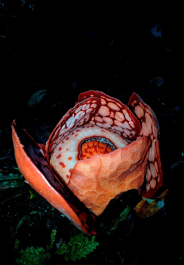 ȫ ѧҿѰ13귢ȫ򺱼ϴ