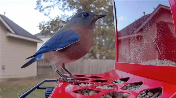 �����ڵ��������й�����COOLFLY��дȫ��AI�����г����