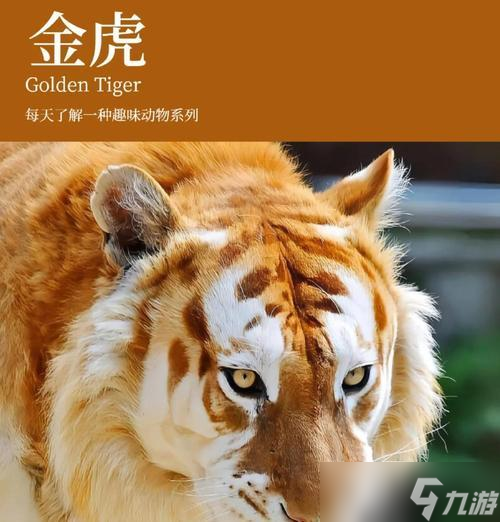 ħ޽ɫϻ׽ص ׽ɫϻļʲô