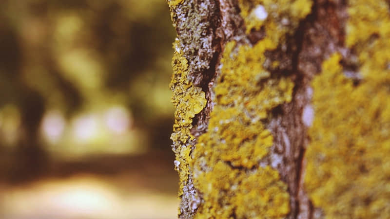 ���������ѣ����ɱ�衱