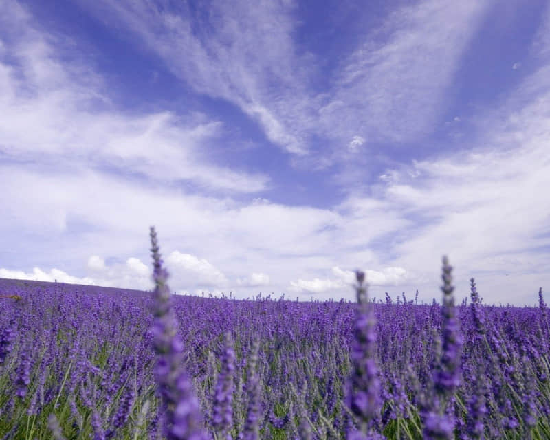 ���簲������Ȧ��������������������