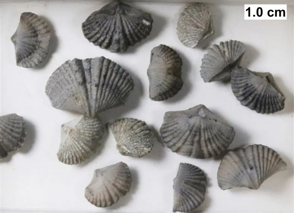 ��ͳ�κ���2��������㶯�� Ϊʲô��������ҡ�