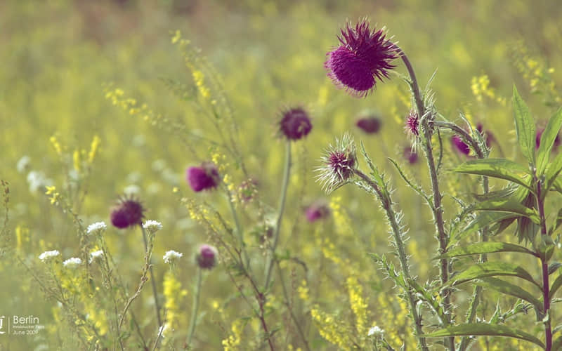 ���С��Ϲ����Ѿ��������ˣ����ڶ�����9�ֳƺ���