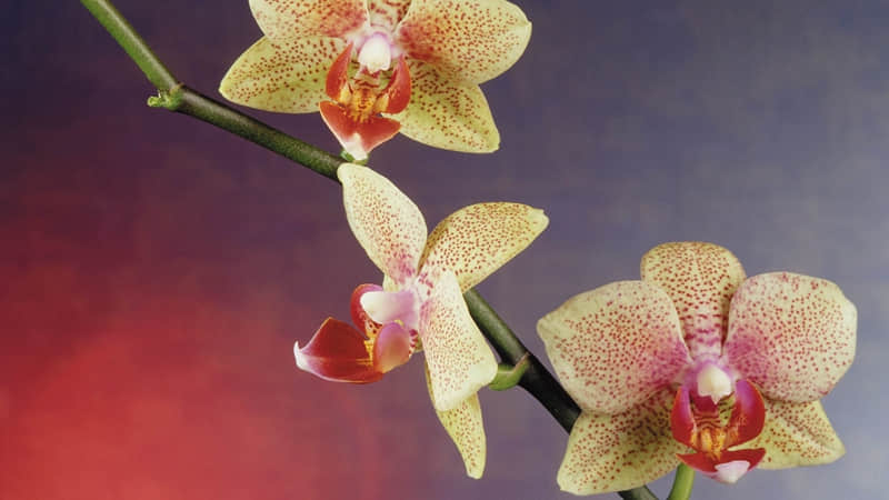 ��������ת�˺��������Ļ���??