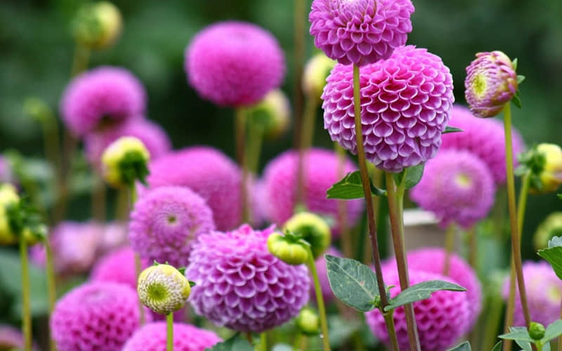 16�˸������INTP�߼�ѧ�ң�