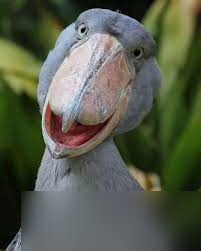 ���Ͼ�ͷ����������ʲô