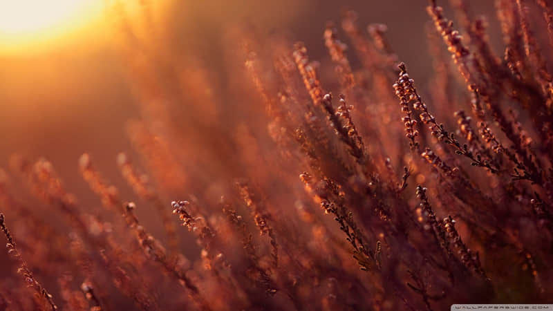 ��ר�θ��ֲ����ĵĸ�Ц�İ���ȥЦ���������Ȧ����