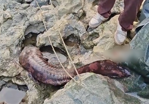 ���췢�֡�ˮ�лʯ��Ұ������ȫ���ʺ��ɫ �峤��1.5��ʮ�ֺ���