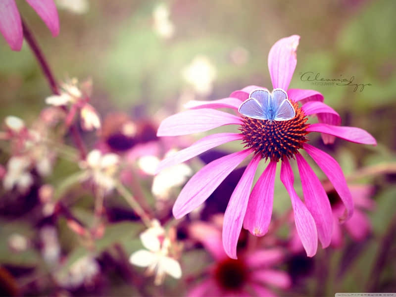 ��������������ô�ã�Ц������