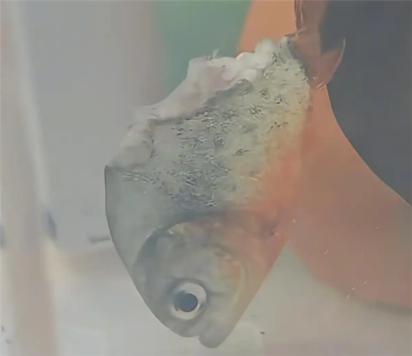 ������Ӧ����һ�뱻��4��û������ʳ���� ���ʽ�ǿ