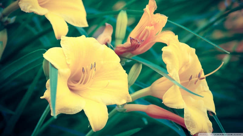 ���ӹ����黰��������