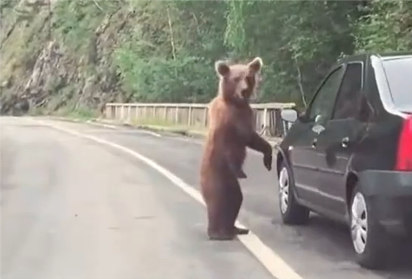 �ձ�����ʬΧ�ǡ� 7���²�ɱ9765ͷ ���ճ���������ת������֧��ȫ�����