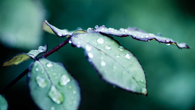 "�������ѣ����ɱ��"