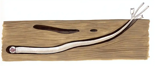 ����������������صĶ���Ⱥ��֮һ