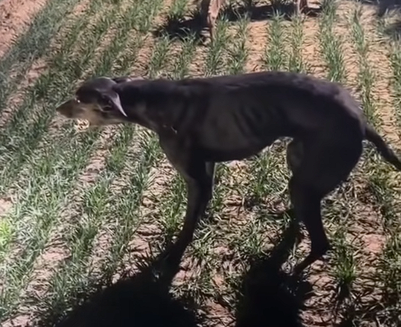 ϸ������������ʱͻȻԭ��ʯ���������� �����ˣ�����20����