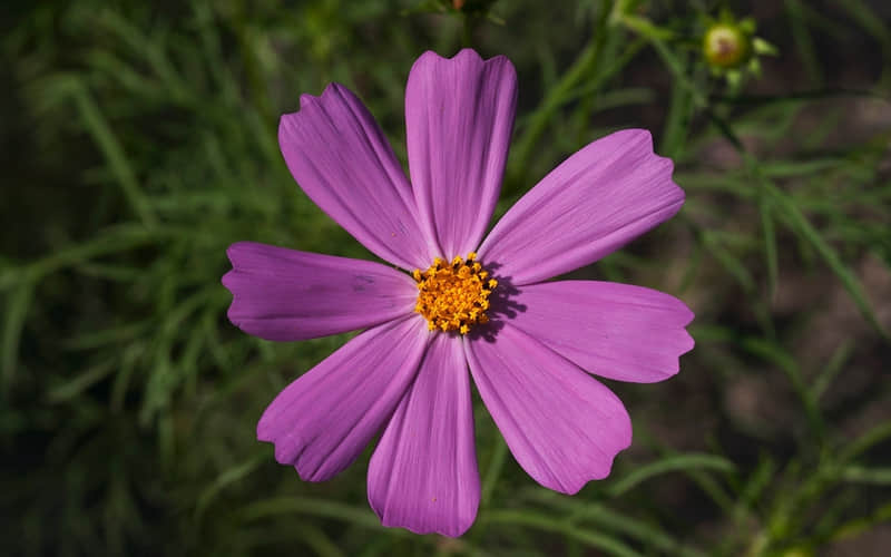 �����Լ���10�仰  �������