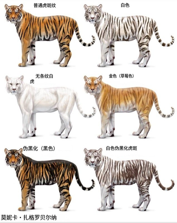 Ϊɶ����԰��İ׻�������ϼ����������а׻��涼��ͬһֻ�ϻ��ĺ����