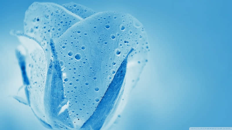 ��Խ��Խ�и��ĵ���С����