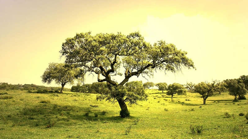 "�����Ϊ���΢���ö��̾�"