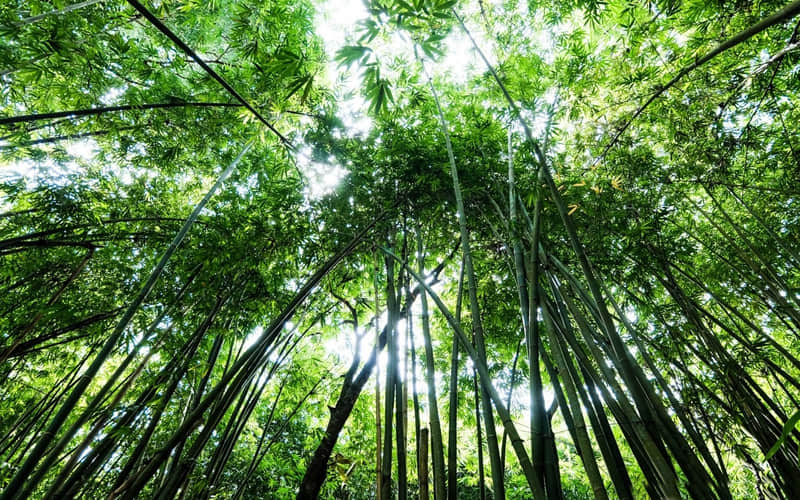 �����ڻ������İ���������ѡ�