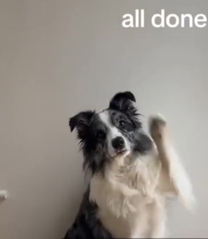 Ӣ��һֻ7�������ʶ��220����� ���˻�Ӧ