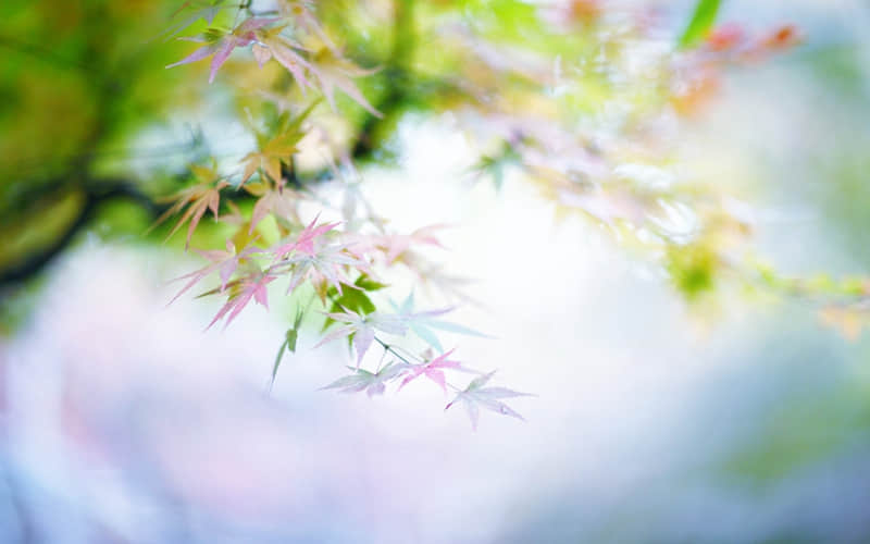 ����һ��� �������Ȧ�ÿͻᱩ�ǡ�