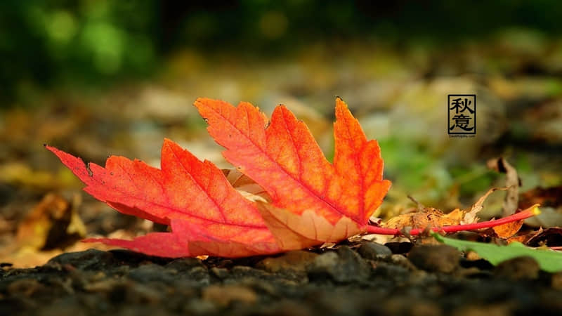 ����Ƥ��Ƿ��ĸ�Ц���ӣ�͵͵Ц��һ���硱