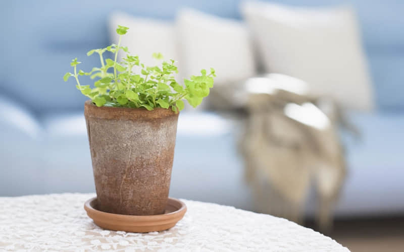 ��2026�����İ�������ǰ�ղء�