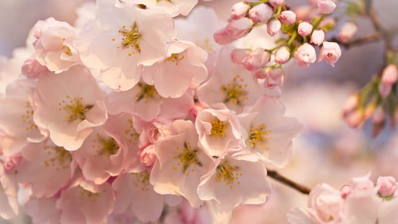 �������������һ�����10�仰�����һ����ݡ�