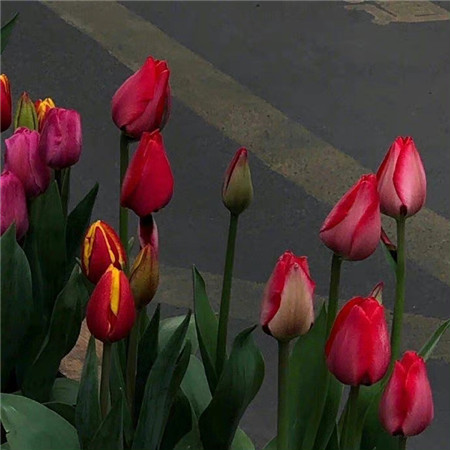 �߸��ֵ��˸���������(��ѡ100��)