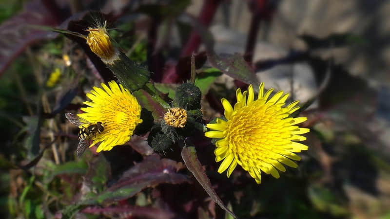 ������¸��֣�������Ĳ����ġ�