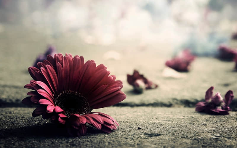 ���ѽ�����������Ц��������Ȧ