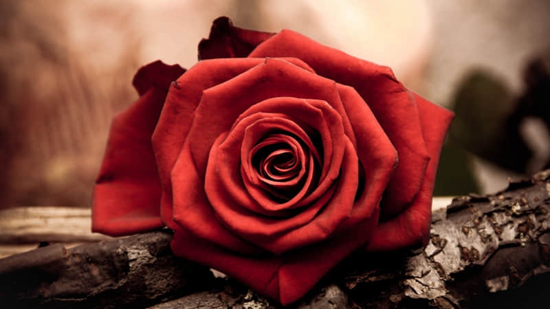 �����ֵ�Ů�ˣ�����Ȧ����ô����