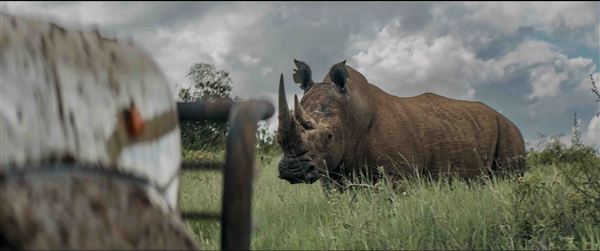 ��Ϭţ�����ڿ����ǻ�Ұ������ ��ɭ������һ��������������