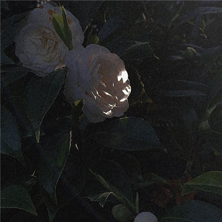 �Լ������˸�������������(��ѡ100��)