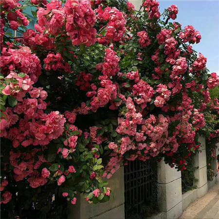 ������Ӣ������������(��ѡ100��)