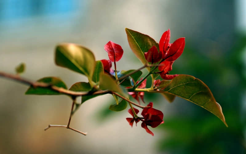 ������Ц��һ�죬����ȥЦ��������Ȧ��